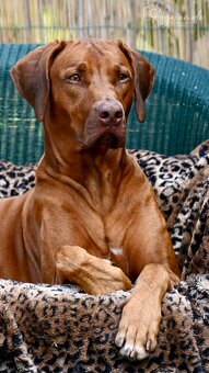 Rhodéský Ridgeback - štěňátka s PP - 12