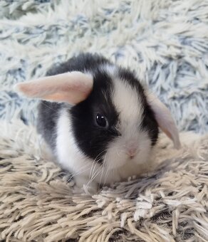 Minilop - anglický zakrslý beránek s VP - 12