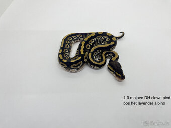 Krajta královská (Python regius) - 12