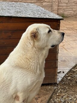 Středoasijský pastevecký pes - SAO - 12