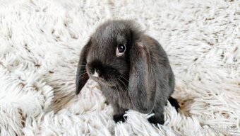 Zakrslý beránek, králík, králíček - PEGGY - 12