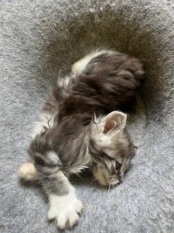 Maine coon mačiatka - 12