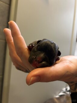 ✨ Francouzský buldoček – krásná štěňátka k rezervaci ✨ - 12