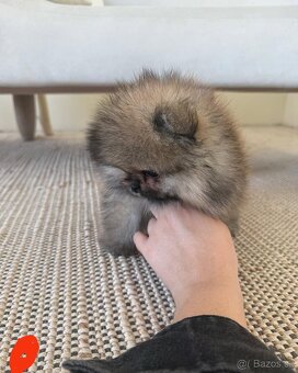Pomeranian mini - 12