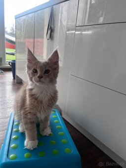 kotatko maine coon sPP-EMINEM - 12