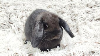 Zakrslý beránek, králíček, králík - BIBI - 12