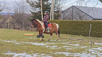 Huculská klisna, hucul, homozygotní Tobiano, pony, malý kůň - 12
