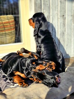 Black and Tan Coonhound - 12