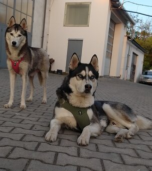 Sibiřský husky bez PP - poslední 3 kluci - 12