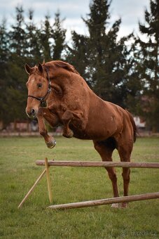 Pastevní ustájení v klidné rodinné stáji od JARA - 12