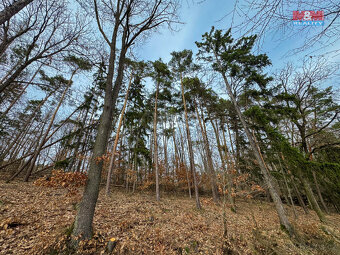 Prodej lesa, 7378 m², Bojanovice - 12