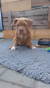 American Bully standard - k odběru - 12