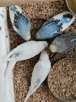 Andulka, Agapornis - 12