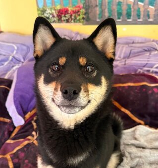 Nabídka kryti- Shiba inu s FCI PP - 12