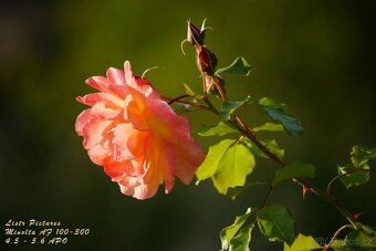 Objektiv Minolta AF 100-300 mm APO - 12