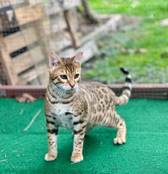 Bengálská kočka s PP - 12