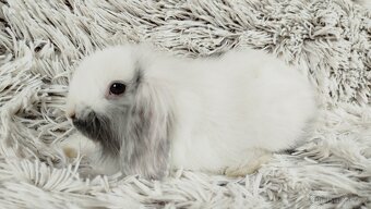 Zakrslý beránek, králíček, králík - MINDY - 12