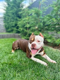 Psík American Bully s pp (ABKC) - 12