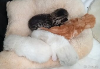 Britská koťátka s PP - 12