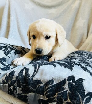 štěňata labrador a – připravena k odběru - 12