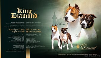 Americký stafordšírský teriér - štěňátka s PP - 12