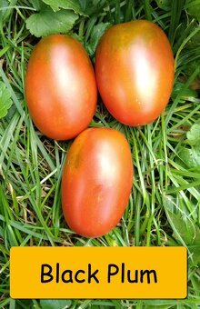 Semínka rajčata - různé druhy - 12