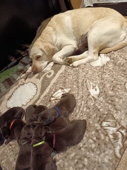 Štěňátka Labradora - 12