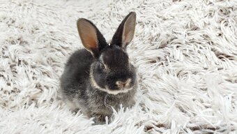 Zakrslý králík, králíček-(REX)-DAISY - 12