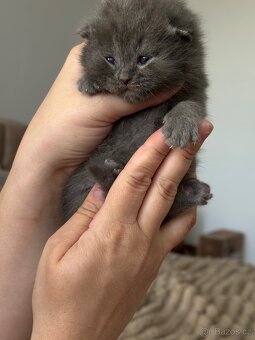 Britské koťátka whiskas - 12
