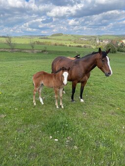 Quarter horse klisna - 12