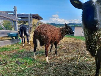 Beran zwartbles - 12