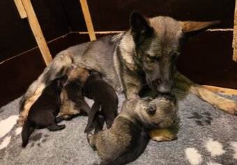 Německý ovčák štěňata s PP - 12