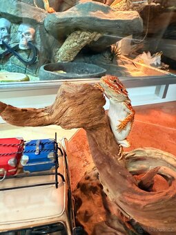 MLÁĎATA AGAMY VOUSATÉ K PRODEJI - 12