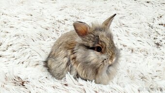 Zakrslý králík, králíček - HARRY - 12