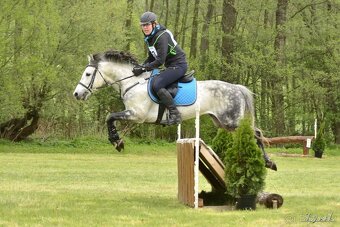 Připouštění hřebcem ČSP 2352 Lucky - 12