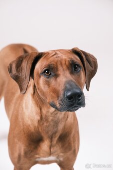 Rhodéský ridgeback - 12