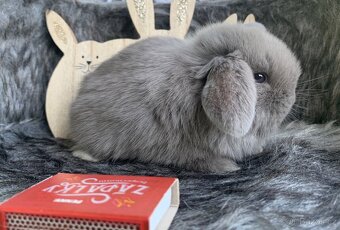 ❤️⭐️Minilop Kralicek Beránek miminka k rerervaci - 12