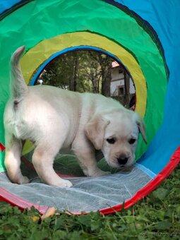 Labrador retrívr - 12