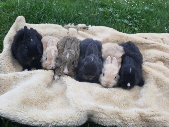 Kraličci zakrslí - 12