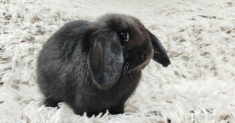 Zakrslý beránek, králíček, králík - BIBI - 12