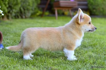 WELSH CORGI PEMBROKE S PP - 12