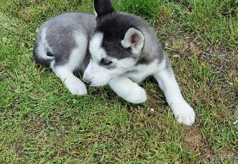 Šteniatka Sibirsky Husky - 12