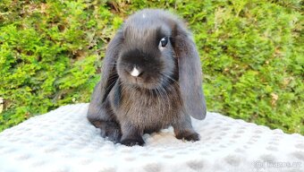 Zakrslý beránek, králíček, králík - PEGGY - 12