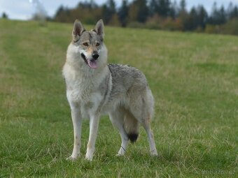 Československý vlčák - 12