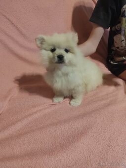 Špic pomeranian štěňátka - 12