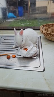 Zakrslý králík - 12