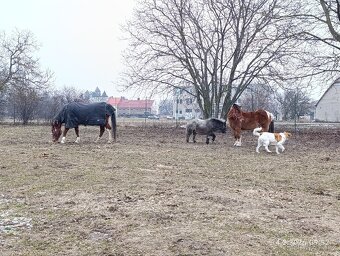 Pony valach 13 let cca 130cm - 12