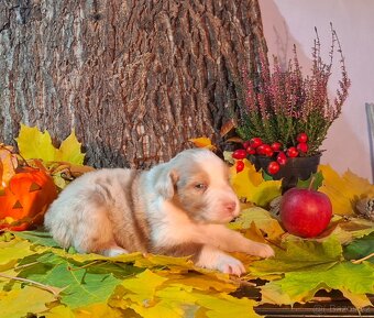 Australský ovčák s PP - 12