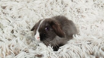 Zakrslý beránek, králíček, králík - TEA - 12