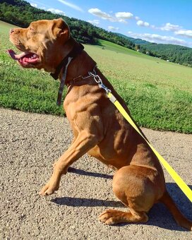 Bandog, Mastiff, Molos - 12